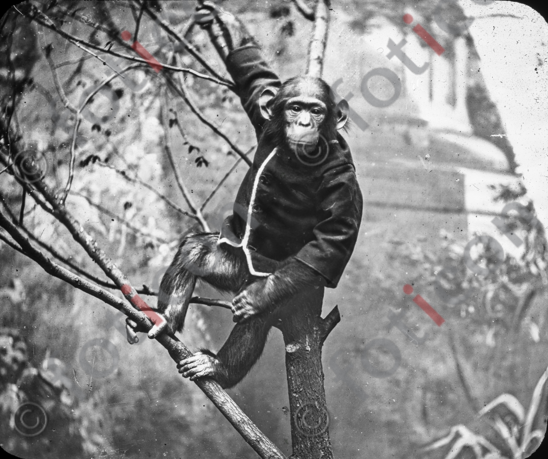 Schimpanse | Chimp (foticon-simon-167-024-sw.jpg)